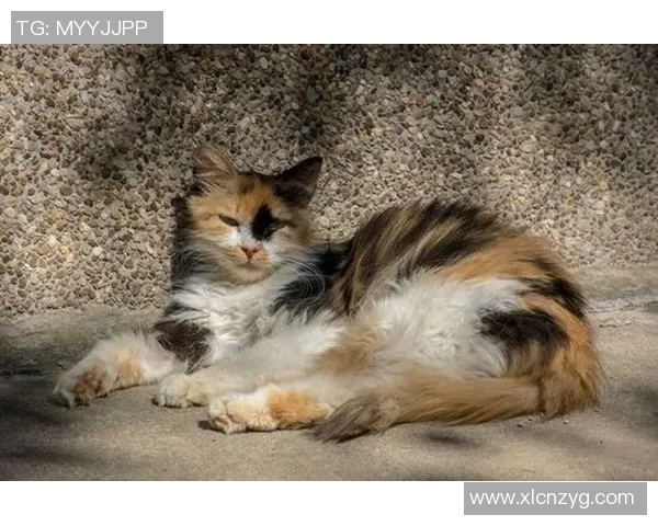 艾尔切与米兰迪斯激战正酣谁将赢得这场精彩对决